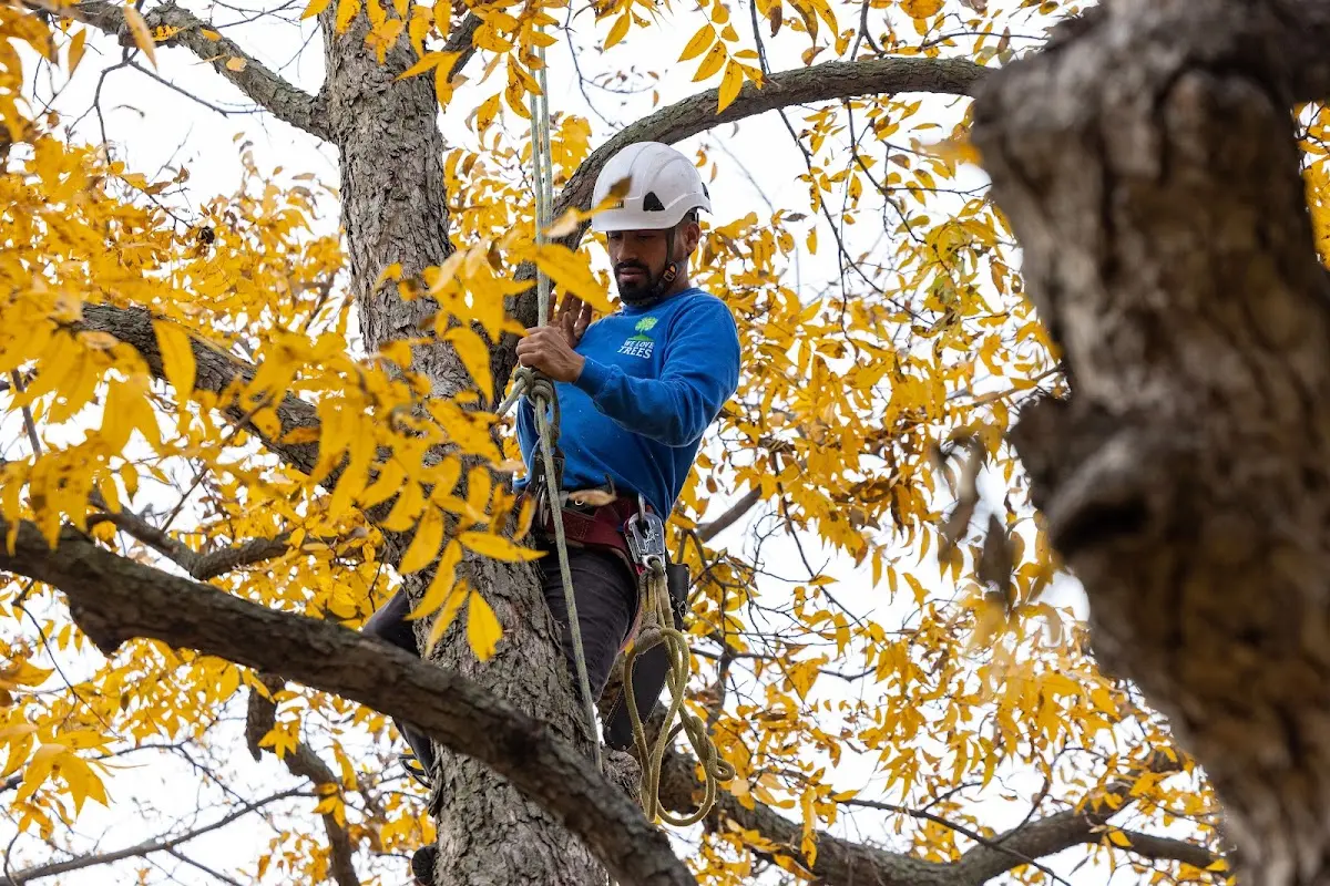 Skilled Tree Pruning crew working in Scotland
